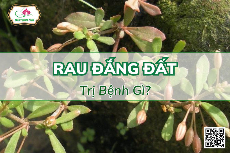 Tác Dụng Chữa Bệnh Của Rau Đắng Đất