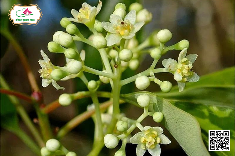 Hình ảnh cây Long não 