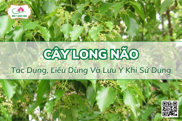 Cây long não