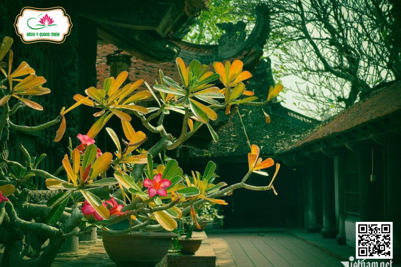 Các Nhà Khoa Học Rước Nhục Thân 2 Thiền Sư Ở Chùa Đậu Ra Bệnh Viện Bạch Mai Chụp X Quang