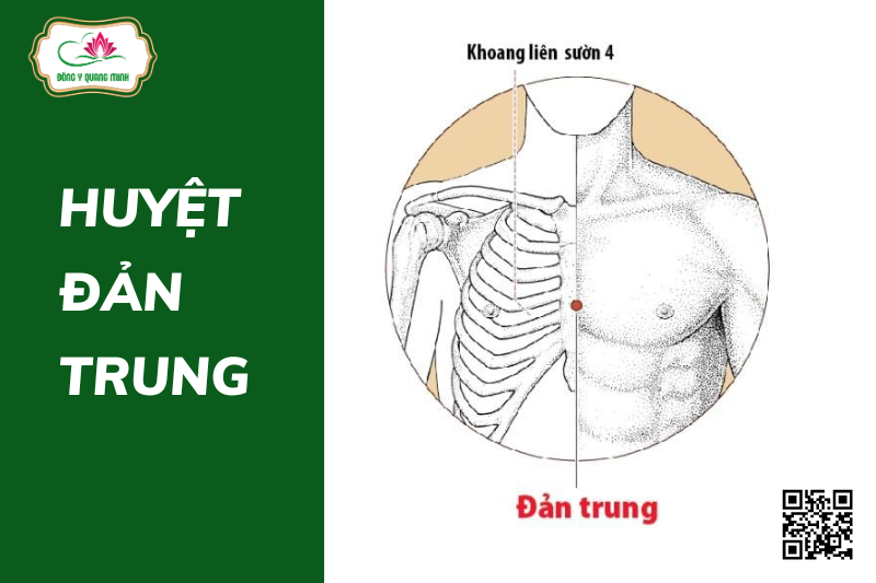 Vị Trí, Tác Dụng Huyệt Đản Trung Trong Chữa Bệnh