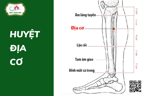 Huyệt Địa Cơ – Vị Trí, Tác Dụng Và Cách Khai Thông Huyệt