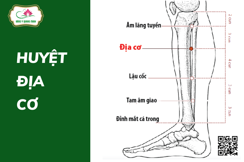 Huyệt Địa Cơ – Vị Trí, Tác Dụng Và Cách Khai Thông Huyệt