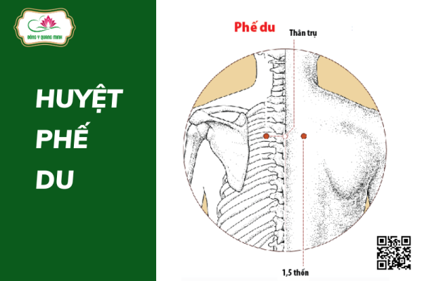 Huyệt Phế Du
