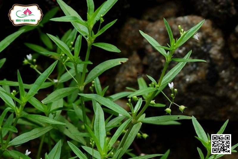 BẠCH HOA XÀ THIỆT THẢO