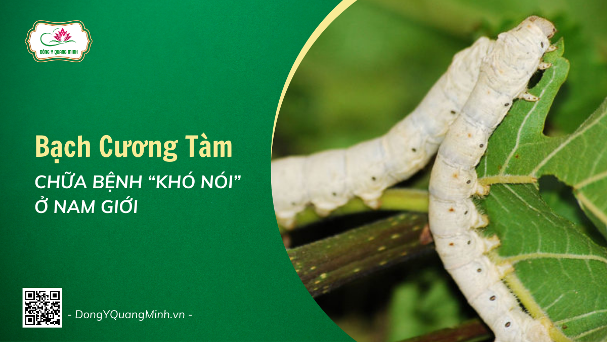 Bạch Cương Tàm Chữa Bệnh “Khó Nói” Ở Nam Giới