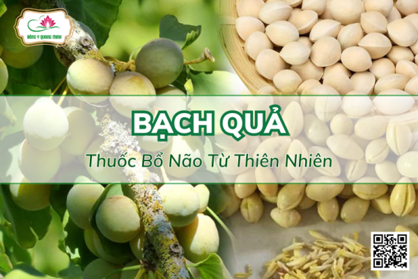 Cây Bạch Quả: Vị Thuốc Bổ Não, Tăng Cường Trí Nhớ