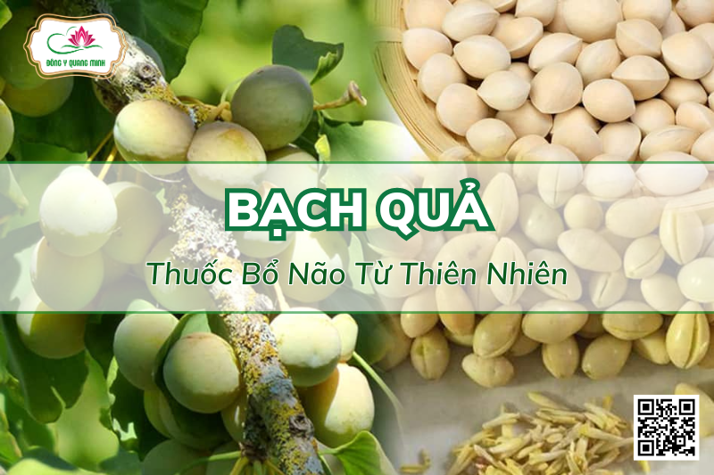 Cây Bạch Quả: Vị Thuốc Bổ Não, Tăng Cường Trí Nhớ