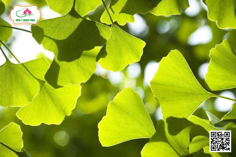 Cây Bạch Quả: Vị Thuốc Bổ Não, Tăng Cường Trí Nhớ