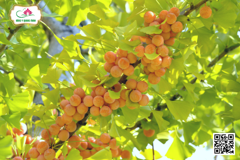 Cây Bạch Quả: Vị Thuốc Bổ Não, Tăng Cường Trí Nhớ