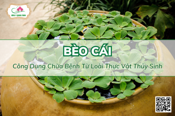 Bèo Cái: Công Dụng Chữa Bệnh Từ Loài Thực Vật Thủy Sinh