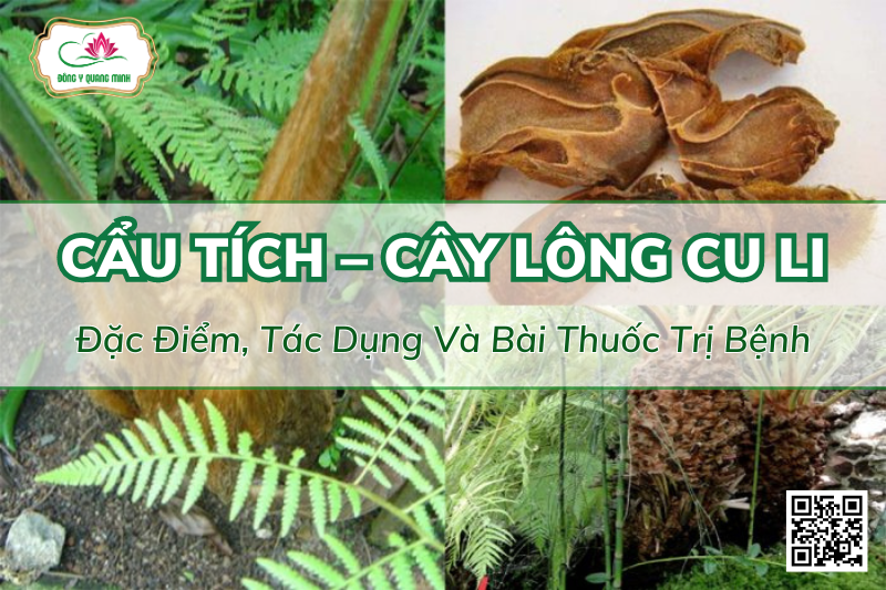 Cẩu Tích – Cây Lông Cu Li