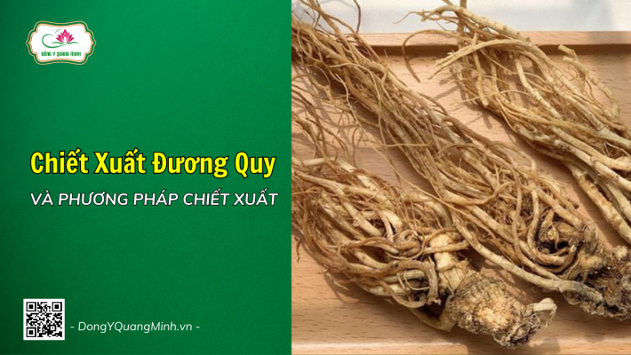 Chiết Xuất Đương Quy Và Phương Pháp Chiết Xuất