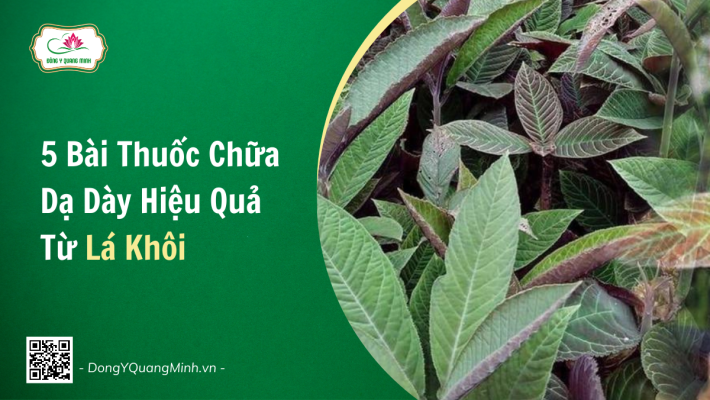 5 Bài Thuốc Chữa Dạ Dày Hiệu Quả Từ Lá Khôi