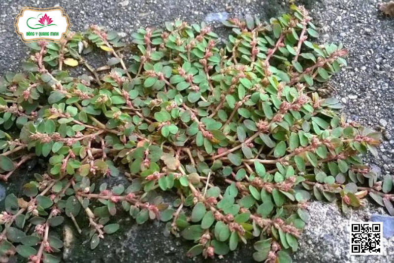 CỎ SỮA LÁ NHỎ