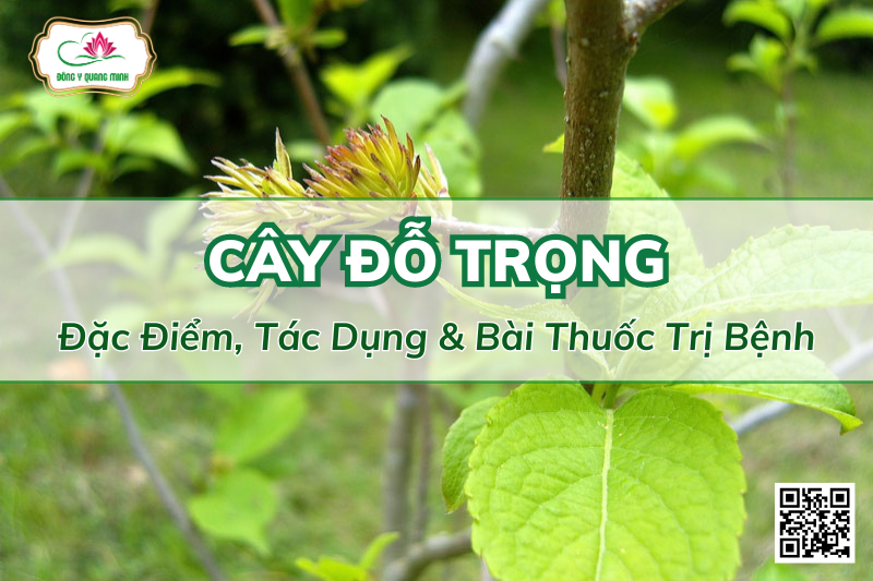 Cây Đỗ Trọng - Đặc Điểm, Tác Dụng Và Bài Thuốc Kinh Nghiệm