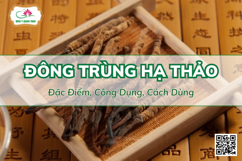 Đông Trùng Hạ Thảo: Đặc Điểm, Công Dụng Và Cách Dùng
