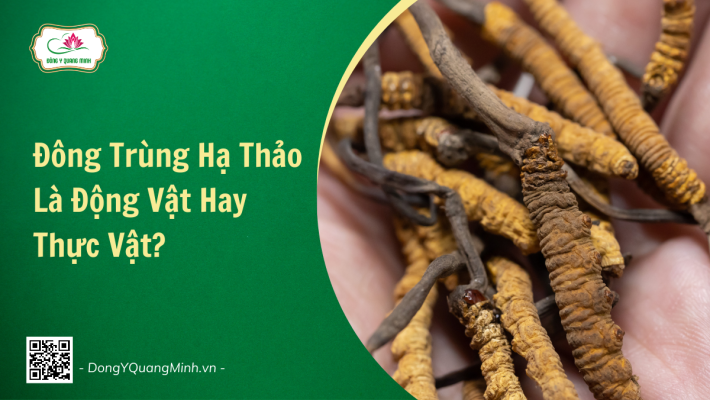 Đông Trùng Hạ Thảo Là Động Vật Hay Thực Vật?