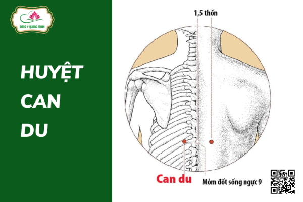 huyệt Can Du