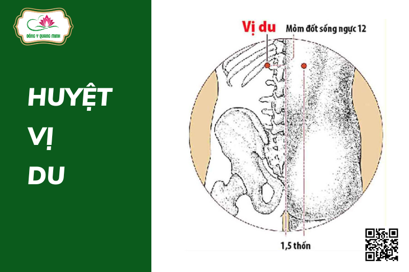 huyệt Vị Du