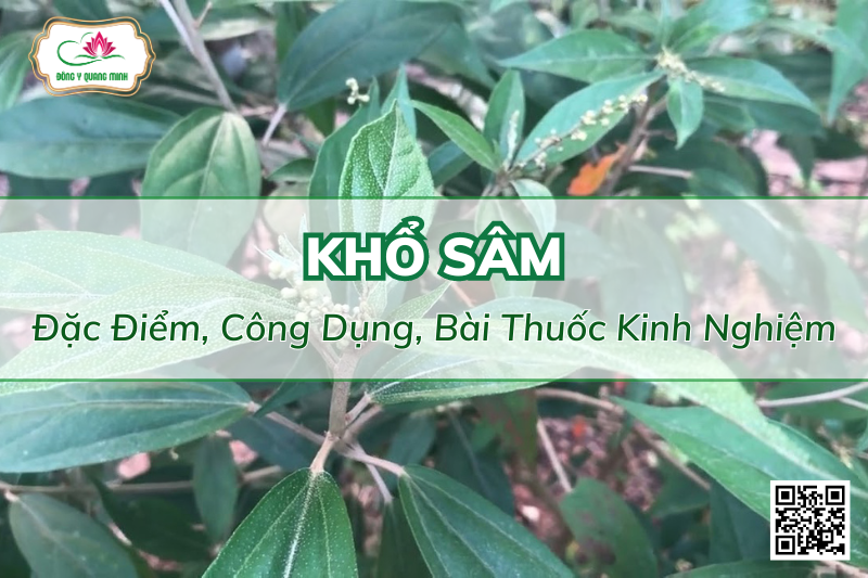 Khổ Sâm - Đặc Điểm, Công Dụng, Bài Thuốc Kinh Nghiệm
