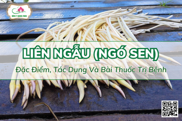 Liên Ngẫu (Ngó Sen): Đặc Điểm, Tác Dụng Và Bài Thuốc Trị Bệnh