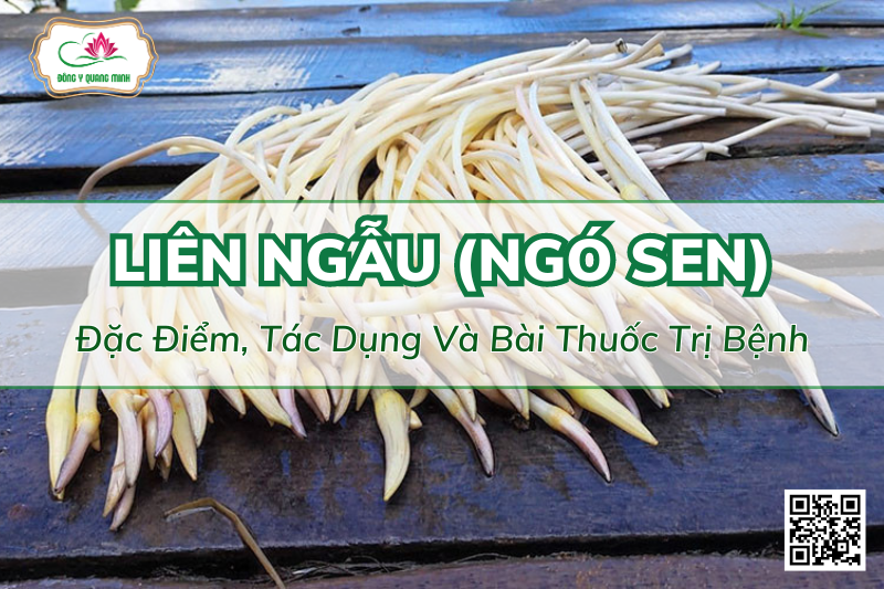 Liên Ngẫu (Ngó Sen): Đặc Điểm, Tác Dụng Và Bài Thuốc Trị Bệnh