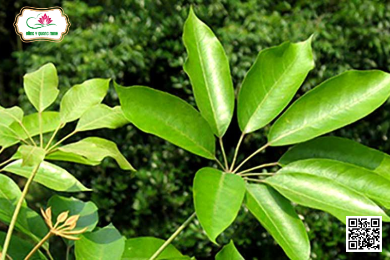 Ngũ Gia Bì Chân Chim