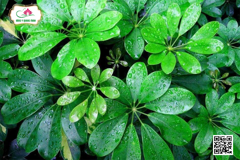 NGŨ GIA BÌ CHÂN CHIM