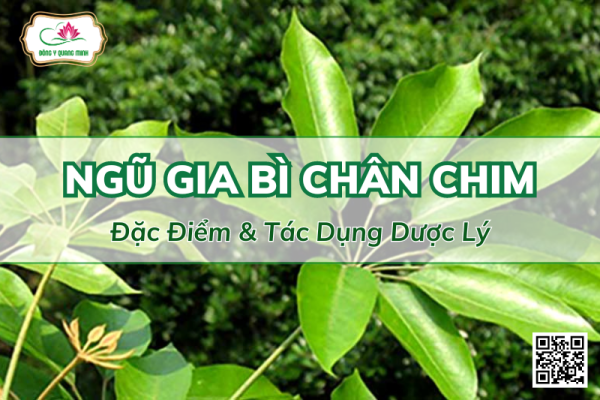 Ngũ Gia Bì Chân Chim