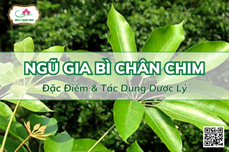 Ngũ Gia Bì Chân Chim