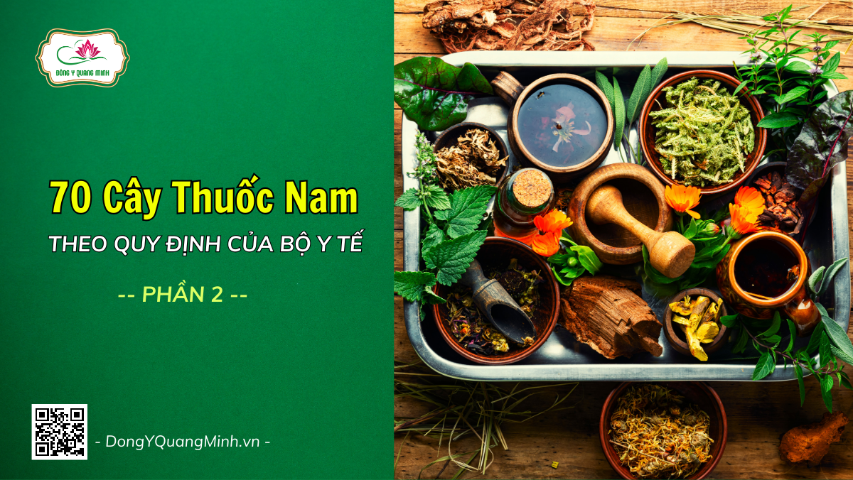 70 Cây Thuốc Nam Theo Quy Định Của Bộ Y Tế (11/2014) (P2)