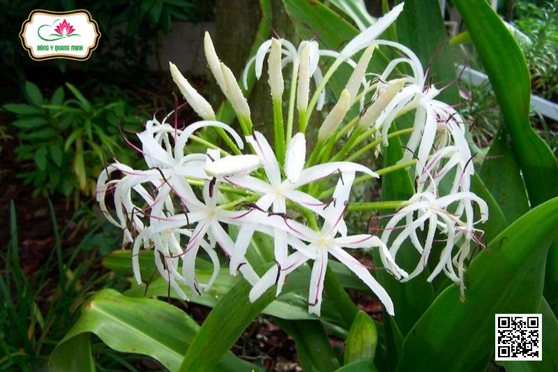 TRINH NỮ HOÀNG CUNG