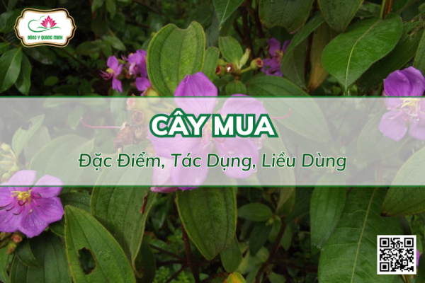 Cây Mua - Công Dụng, Cách Dùng, Bài Thuốc Trị Bệnh