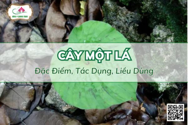 Cây Một Lá Và Tác Dụng Chữa Bệnh