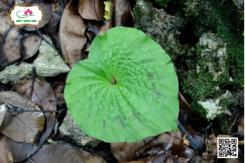 Cây Một Lá Và Tác Dụng Chữa Bệnh