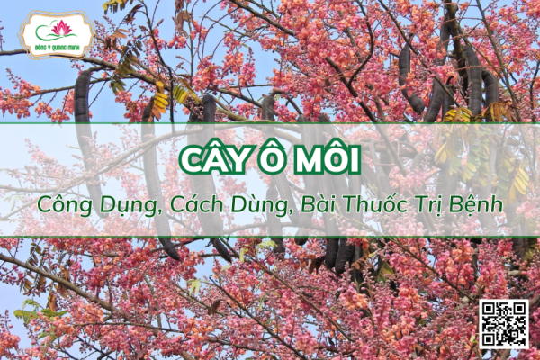 Ô Môi - Công Dụng, Cách Dùng Và Bài Thuốc Trị Bệnh