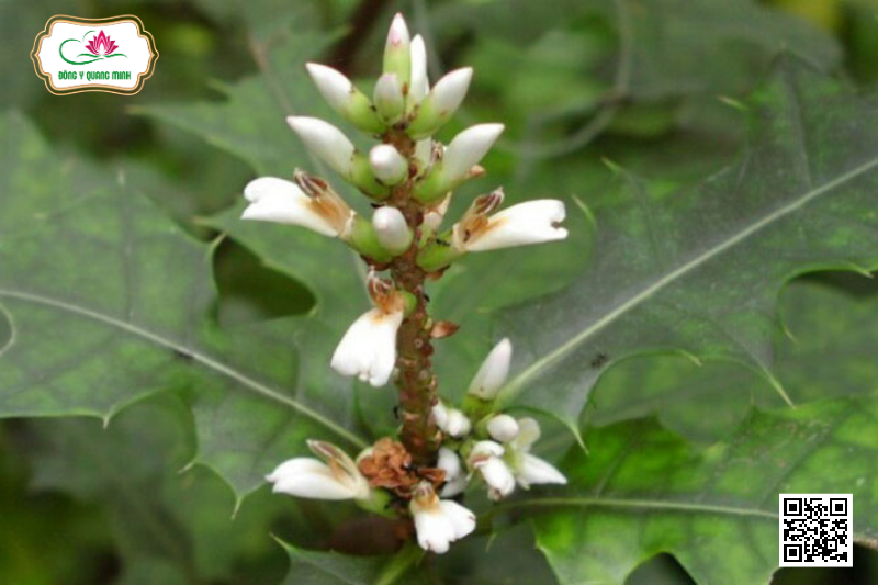 Cây Ô Rô - Đặc Điểm, Công Dụng, Cách Dùng