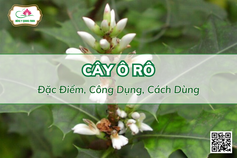 Cây Ô Rô - Đặc Điểm, Công Dụng, Cách Dùng