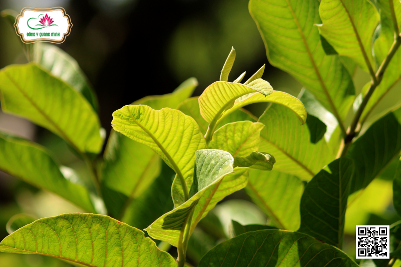 Cây Ổi - Đặc Điểm, Công Dụng Và Liều Dùng