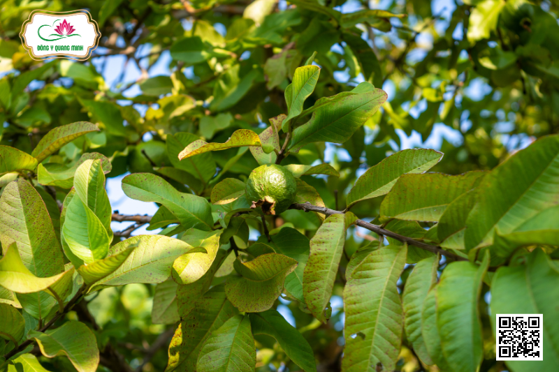 Cây Ổi - Đặc Điểm, Công Dụng Và Liều Dùng
