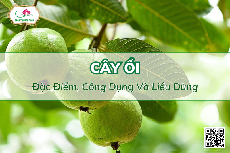Cây Ổi - Đặc Điểm, Công Dụng Và Liều Dùng