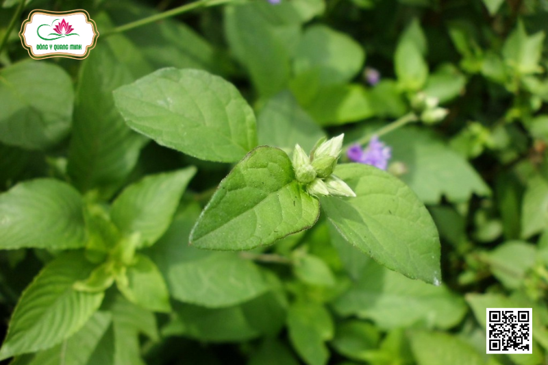 Nụ Áo Tím - Đặc Điểm, Tính Vị Và Công Năng