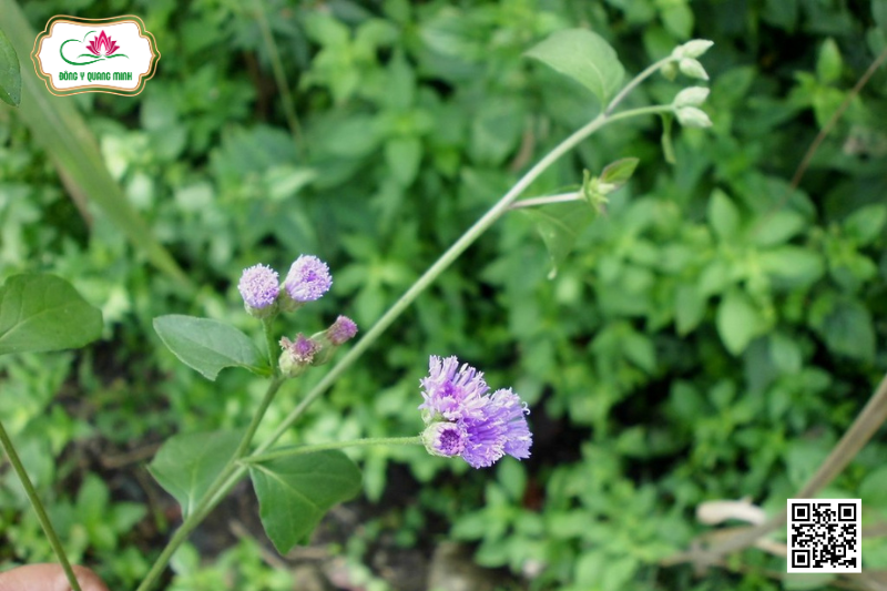 Nụ Áo Tím - Đặc Điểm, Tính Vị Và Công Năng