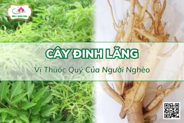 Cây Đinh Lăng: Vị Thuốc Có Nhiều Công Năng Trị Bệnh