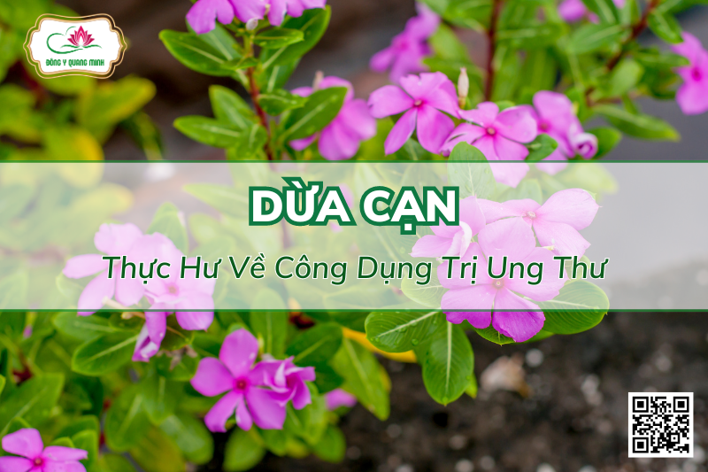 Cây Dừa Cạn - Đặc Điểm, Công Dụng, Bài Thuốc Kinh Nghiệm