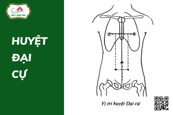 Vị trí của huyệt Đại Cự