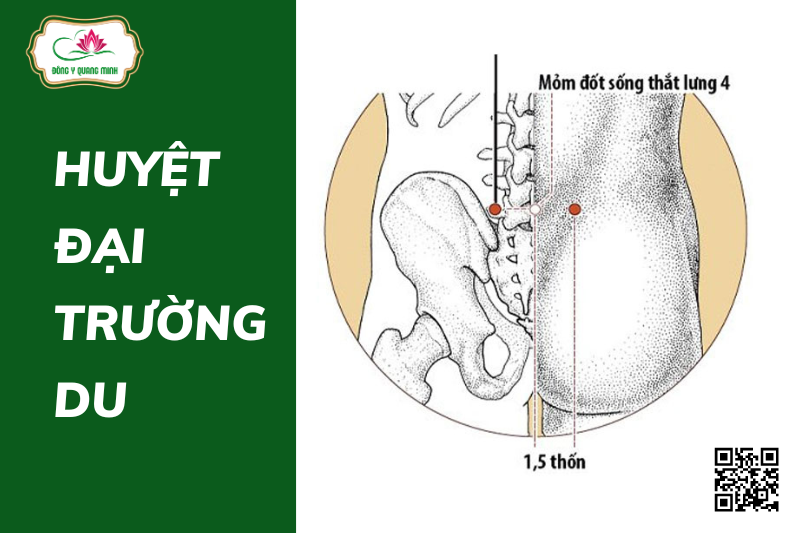 Những Điều Cần Biết Về Huyệt Đại Trường Du