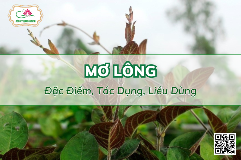 Mơ Lông - Công Dụng, Liều Dùng, Bài Thuốc Kinh Nghiệm