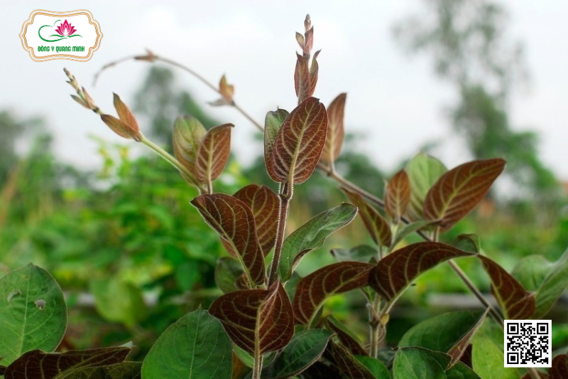 Mơ Lông - Công Dụng, Liều Dùng, Bài Thuốc Kinh Nghiệm